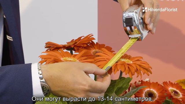 Flori Line - Assortment overview - Russian смотреть онлайн
