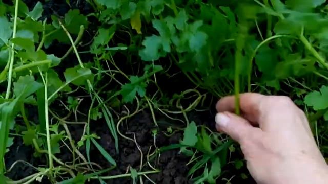 Репа  Золотой корень показался из земли