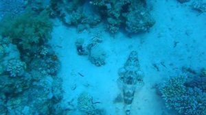 Рыбы Красного моря. Рыба Крокодил.