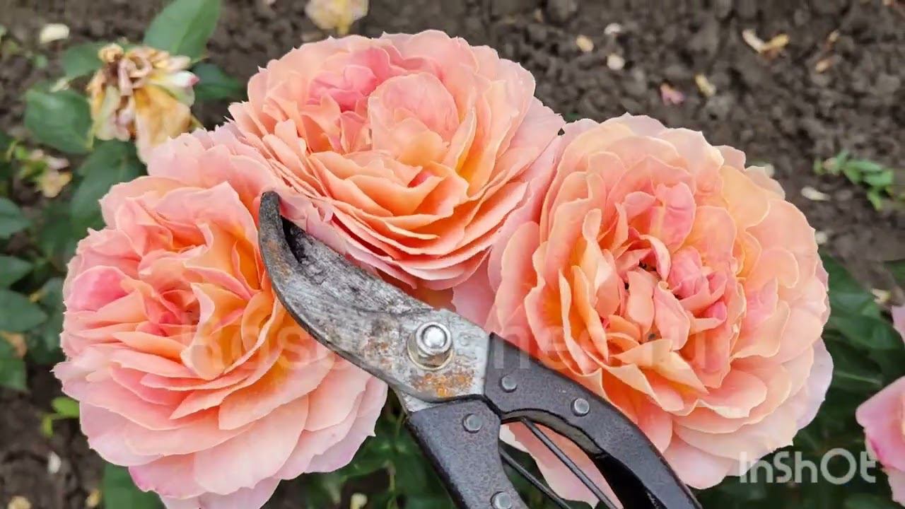 Эти розы влюбляют в себя с первого взгляда RoseBushes.ru смотреть онлайн