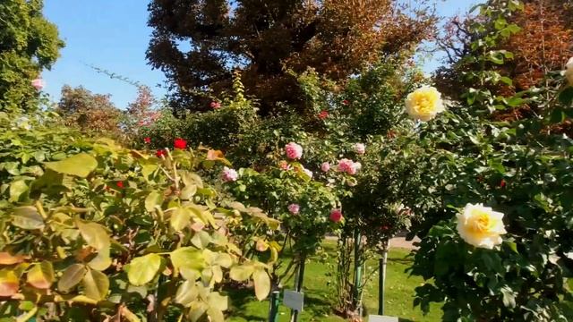 VOLKSGARTEN In 4K VIENNA,AUSTRIA Travel Guide Ep.12 #rosegarden #summer #djiosmoaction  #volksgarte