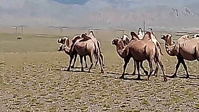 КАРАВАН ИДЁТ смотреть онлайн