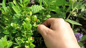 Как размножать САМШИТ / Размножение самшита черенками