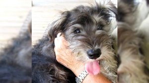 Миттельшнауцер. Плюсы и минусы, Цена, Как выбрать, Факты, Уход, История