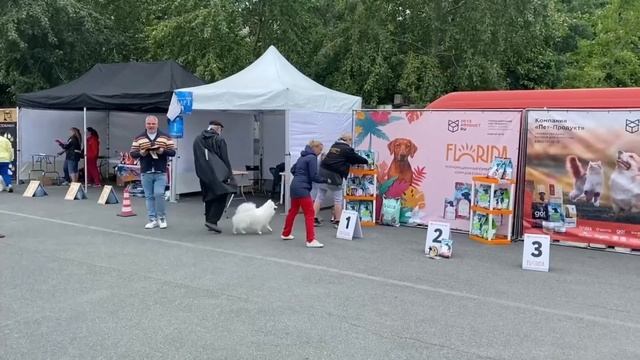 СПЕШИАЛИТИ ЯПОНСКИХ ШПИЦЕВ 09.07.2023 смотреть онлайн