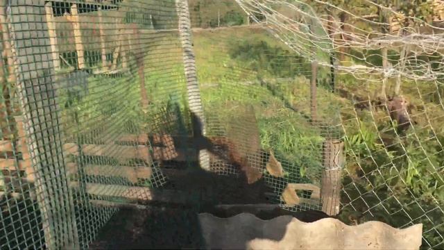 Соорудил загон для уток смотреть онлайн