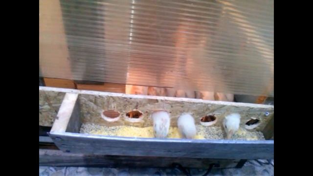 Новая кормушка в брудере для цыплят