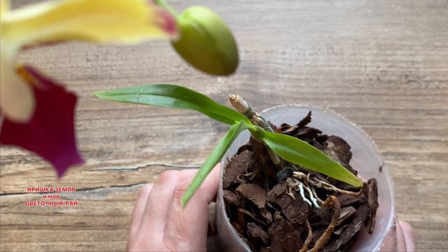 Обзор ДЕНДРОФАЛЕНОПСИСА, продолжаем расти смотреть онлайн