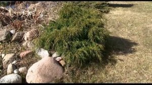 Микробиота перекрестнопарная, Microbiota decussata