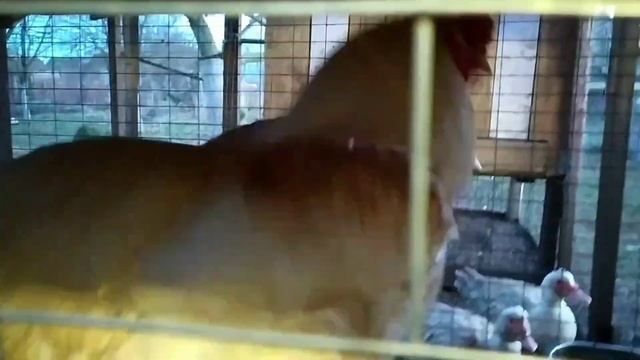 БРАМА ЛИМОН, БРАМА ИЗАБЕЛЬ СТАЛИ МАМАМИ/ МАЛЕНЬКИЙ ПТИЦЕВОД