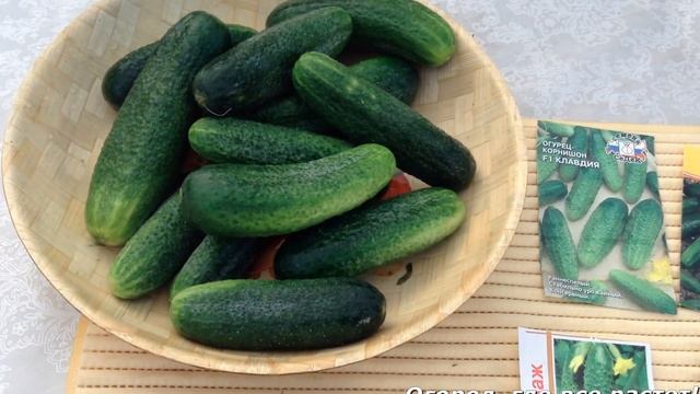 132.Огурцы. Урожайные сорта огурцов. При засолке не образуют пустот. смотреть онлайн