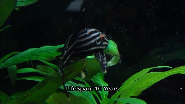 Pleco Care & Info Hypostomus Plecostomus смотреть онлайн