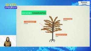 6-класс |  Биология | Водоросли. Значение водорослей в природе и жизни человека