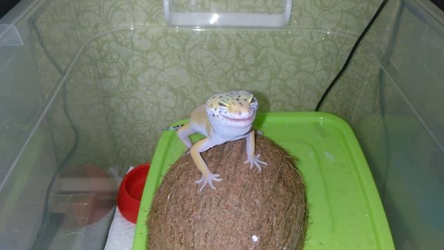 Леопардовый геккон (Эублефар) ест Туркменского таракана / Leopard gecko vs Shelfordella tartara смотреть онлайн