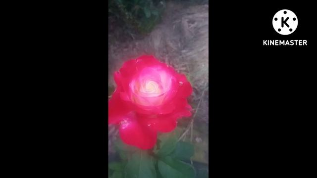 Роза Парадайс. Эта роза точно не из нашего мира#Shorts смотреть онлайн