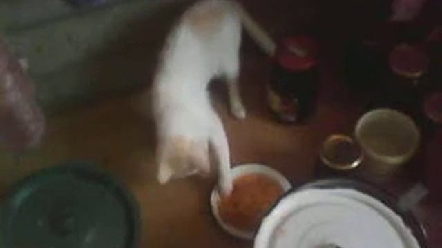 элита кошачей интеллигенции смотреть онлайн