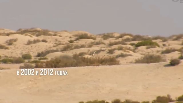 Как ТРАТЯТ свои МИЛЛИАРДЫ и развлекаются ШЕЙХИ и ПРИНЦЫ смотреть онлайн