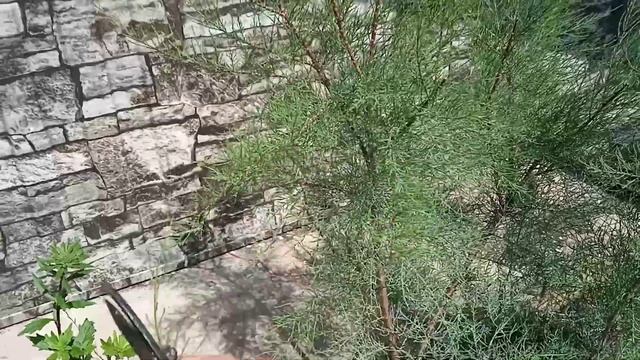 Тамарикс-прекрасное декоративное растение для вашего участка.