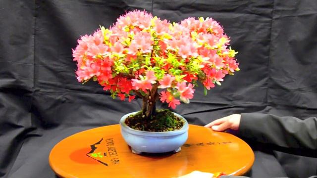 High Desert Bonsai - Azalea in Spring смотреть онлайн