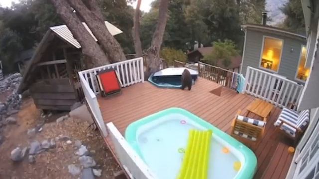 В Калифорнии мишка устал и решил устроить себе день релаксации. смотреть онлайн