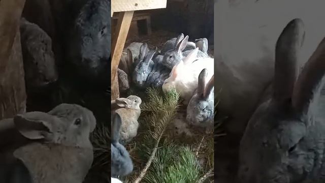 Кролики Исянгулово смотреть онлайн