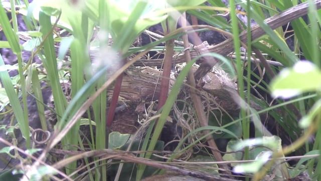 Террариум для муравьёв. Делай как Я. смотреть онлайн