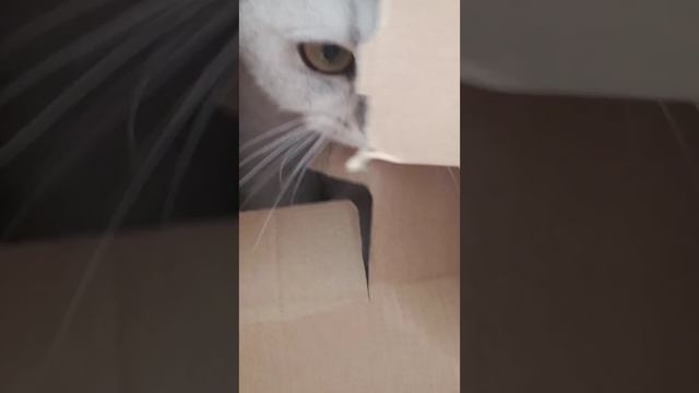 Мия. Разбор коробки.