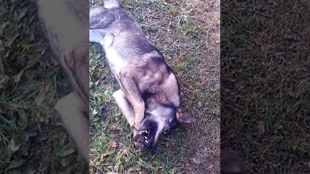 Собака грызёт плосмаску!!!