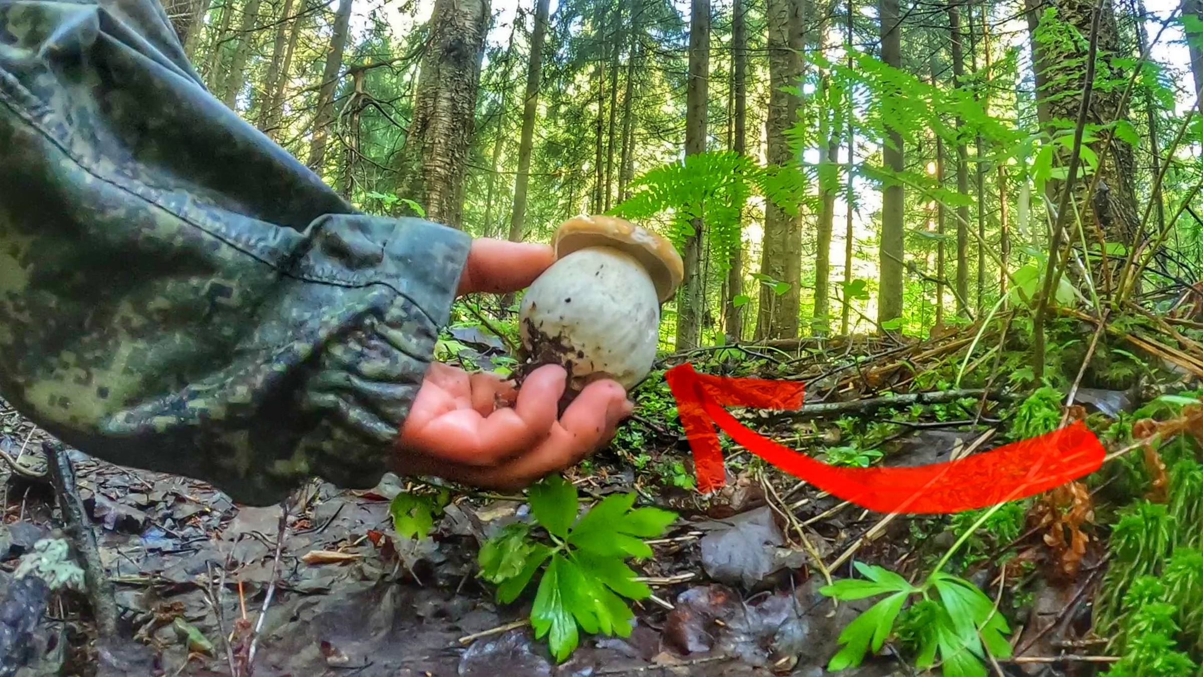 ДУШЕВНАЯ ТИХАЯ ОХОТА ПОСЛЕ ДОЖДЯ | БЛАГОРОДНЫЕ ГРИБЫ И ЛИСИЧКИ В ЕЛОВОМ ЛЕСУ | ГРИБЫ 2024 смотреть онлайн