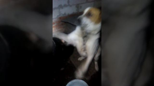 Умный пёс. смотреть онлайн