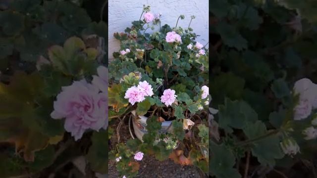 Millfield rose pelargonium light pink смотреть онлайн