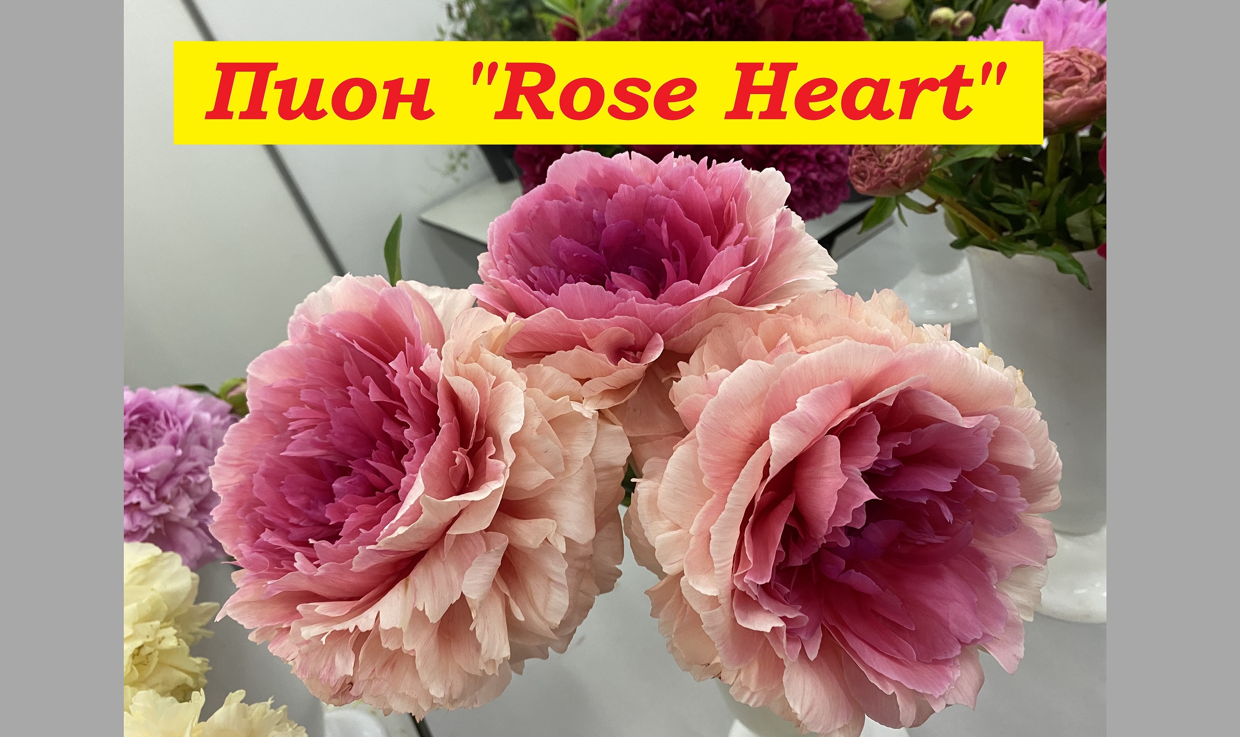 Пион Роуз Харт Peony Rose Heart смотреть онлайн