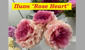 Пион Роуз Харт Peony Rose Heart