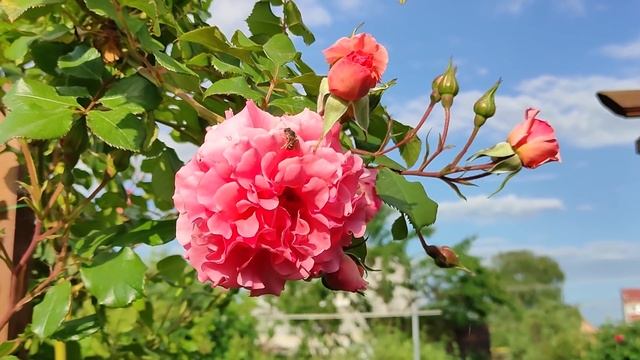 Трипсы.  Возможна ли победа?