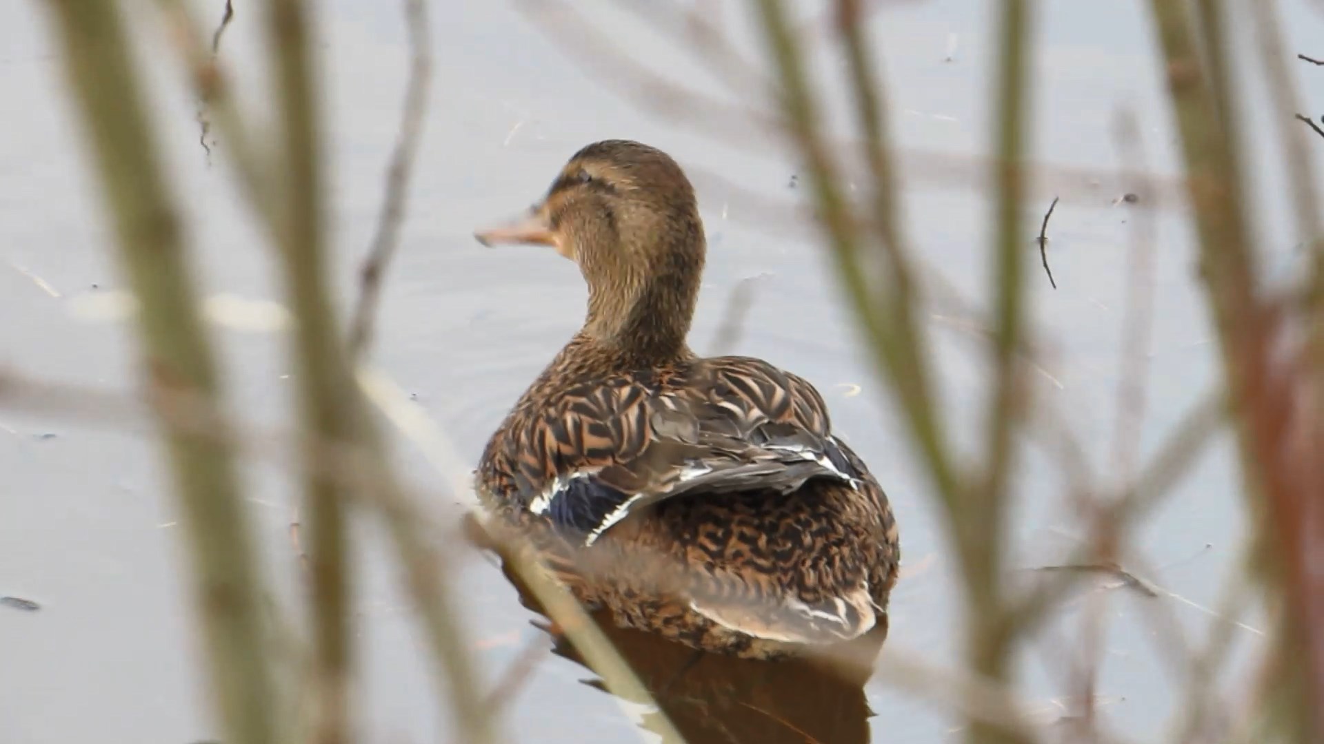 Открытие охоты на селезня. Охота с подсадной уткой. Весна 2022 смотреть онлайн