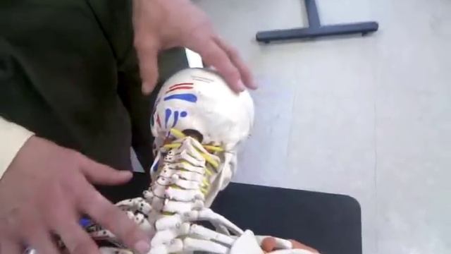 Maitland Techniqes - ALL