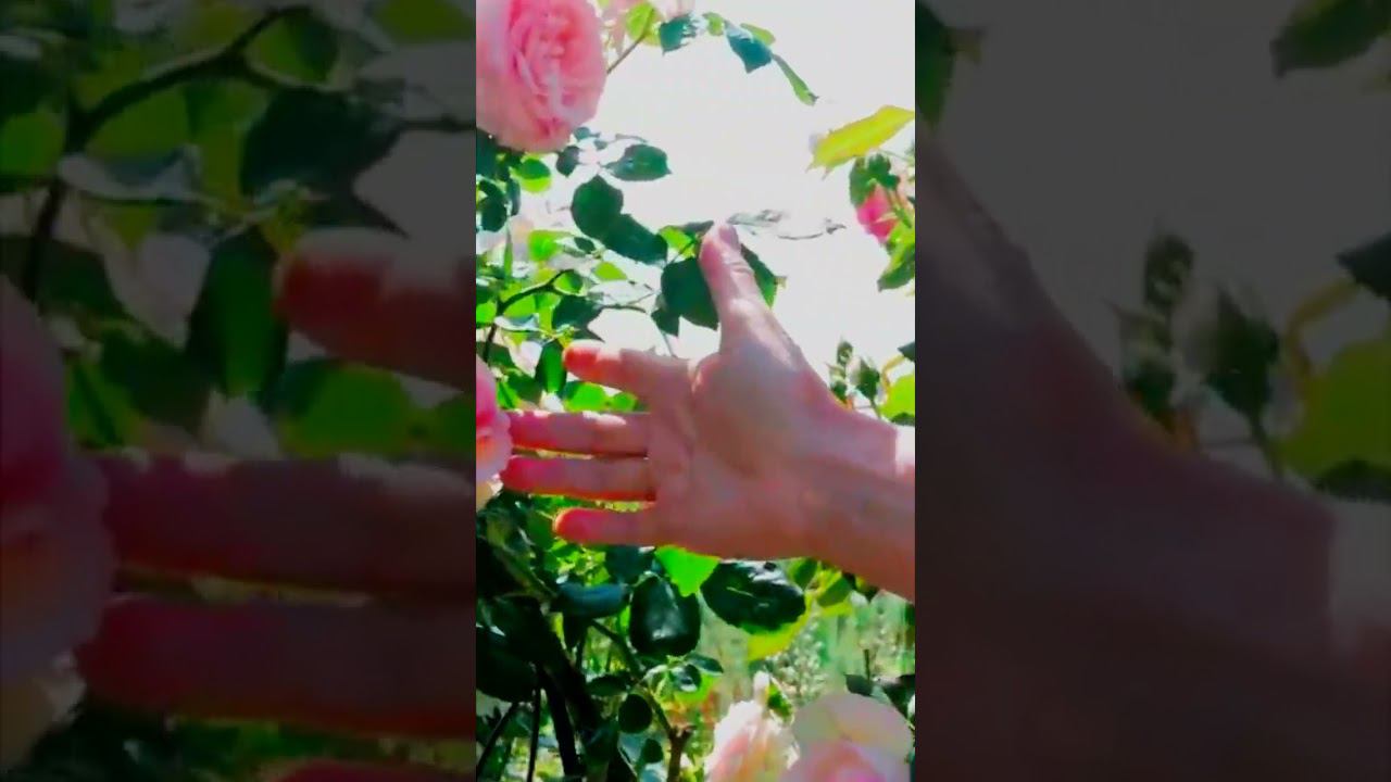 Крупноцветковая плетистая роза «Пьер де Ронсар» смотреть онлайн