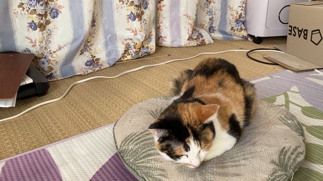 [Calico Cat]I really dislike owners like this. смотреть онлайн