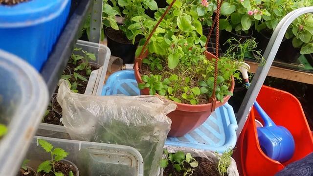 20.03.2020 : Черенкование роз методом БУРИТО и флоксов проростками. Формирование растений в кашпо смотреть онлайн