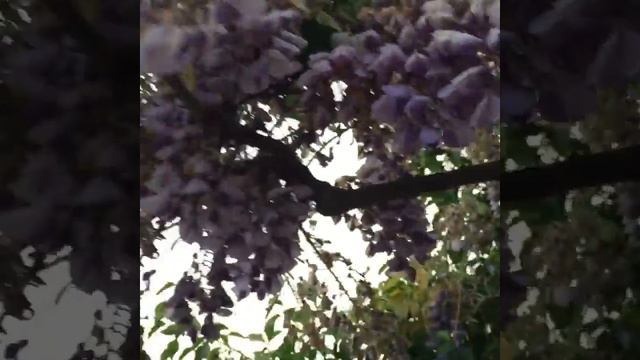 ЯЛТА КРЫМ ЦВЕТЫ ГЛИЦИНИИ смотреть онлайн