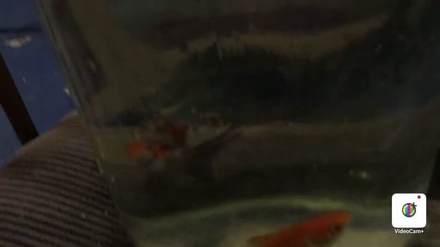 Меняем правильно воду в аквариуме