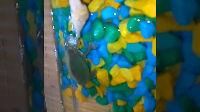 Маленькая черепашка смотреть онлайн