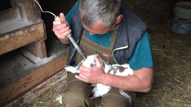 Обезроживание козлят (Видео не для всех) смотреть онлайн