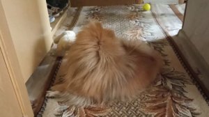 ЖАДНЫЙ ШПИЦ. ШПИЦ ИГРАЕТ