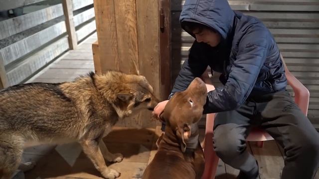 Подобрал щенка дворняжки. Питбуль vs волк vs щенок. pitbull vs wolf смотреть онлайн