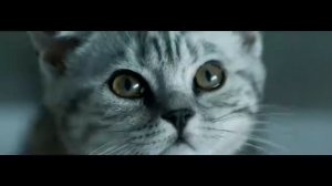 Реклама Whiskas 2018