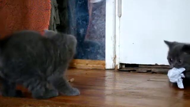 10 попа крупным планом смотреть онлайн