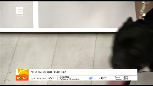 Разбираемся, что такое дог-фитнес смотреть онлайн