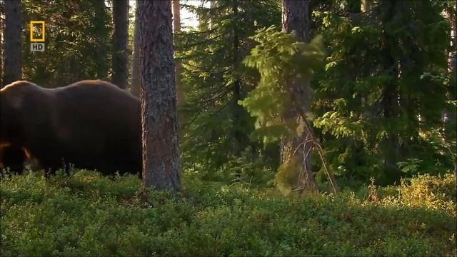 Урал Дикая природа России смотреть онлайн