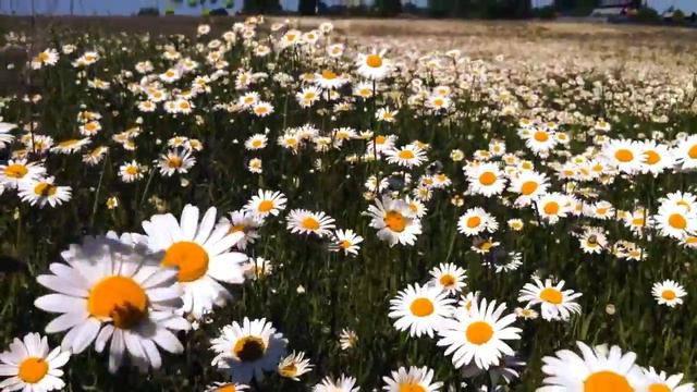 Олег Берез — В старом замке. смотреть онлайн